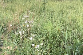 Участок 15 соток 