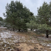 Участок 10 сот 