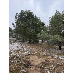 Участок 10 сот